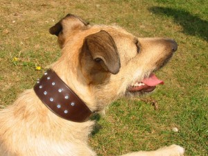 Bling hound collar
