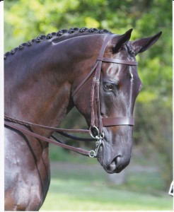 Hunter bridle made to measure